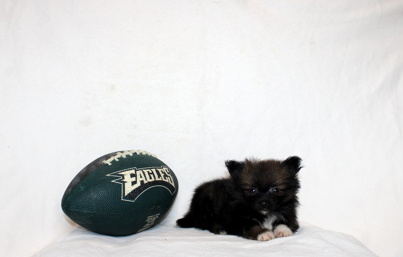 puppy, for, sale, Pomeranian, Matthew B. Stoltzfus, dog, breeder, Gap, PA, dog-breeder, puppy-for-sale, forsale, nearby, find, puppyfind, locator, puppylocator, aca